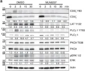 Fig.8.A showing Western Blotting in a Mus musculus (House mouse) sample from the publication: Aurora A drives early signalling and vesicle dynamics during T-cell activation.
