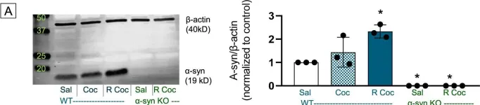 Fig.3.A showing Western Blotting from the publication: Alpha-synuclein is strategically positioned for afferent modulation of midbrain dopamine neurons and is essential for cocaine preference.