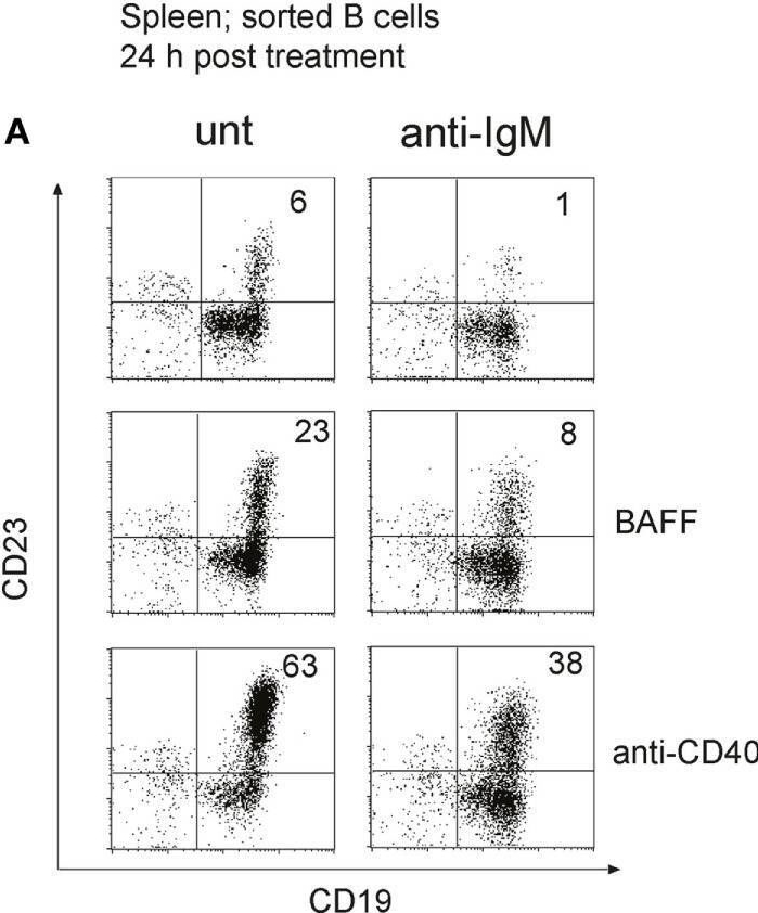 Fig.6.A showing Flow cytometry/Cell sorting from the publication: Conditional Selection of B Cells in Mice With an Inducible B Cell Development.