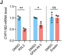 Fig.1.J from the publication: EGR1 regulates oxidative stress and aldosterone production in adrenal cells and aldosterone-producing adenomas.