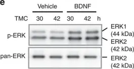 Fig.5.E showing Western Blotting from the publication: SCOP/PHLPP1β mediates circadian regulation of long-term recognition memory.