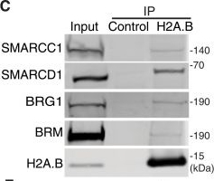 Fig.2.C showing Western Blotting from the publication: Nonchromatin regulatory functions of the histone variant H2A.B in SWI/SNF genomic deposition.