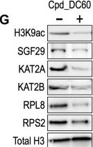 Fig.5.G showing Western Blotting in a Homo sapiens (Human) sample from the publication: Therapeutic targeting Tudor domains in leukemia via CRISPR-Scan Assisted Drug Discovery.