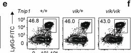 Fig.3.E showing Flow cytometry/Cell sorting in a Mus musculus (House mouse) sample from the publication: A TNIP1-driven systemic autoimmune disorder with elevated IgG4.