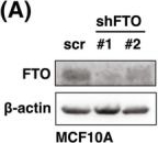 Fig.3.A showing Western Blotting in a Homo sapiens (Human) sample from the publication: The m6A demethylase FTO promotes C/EBPβ-LIP translation to perform oncogenic functions in breast cancer cells.