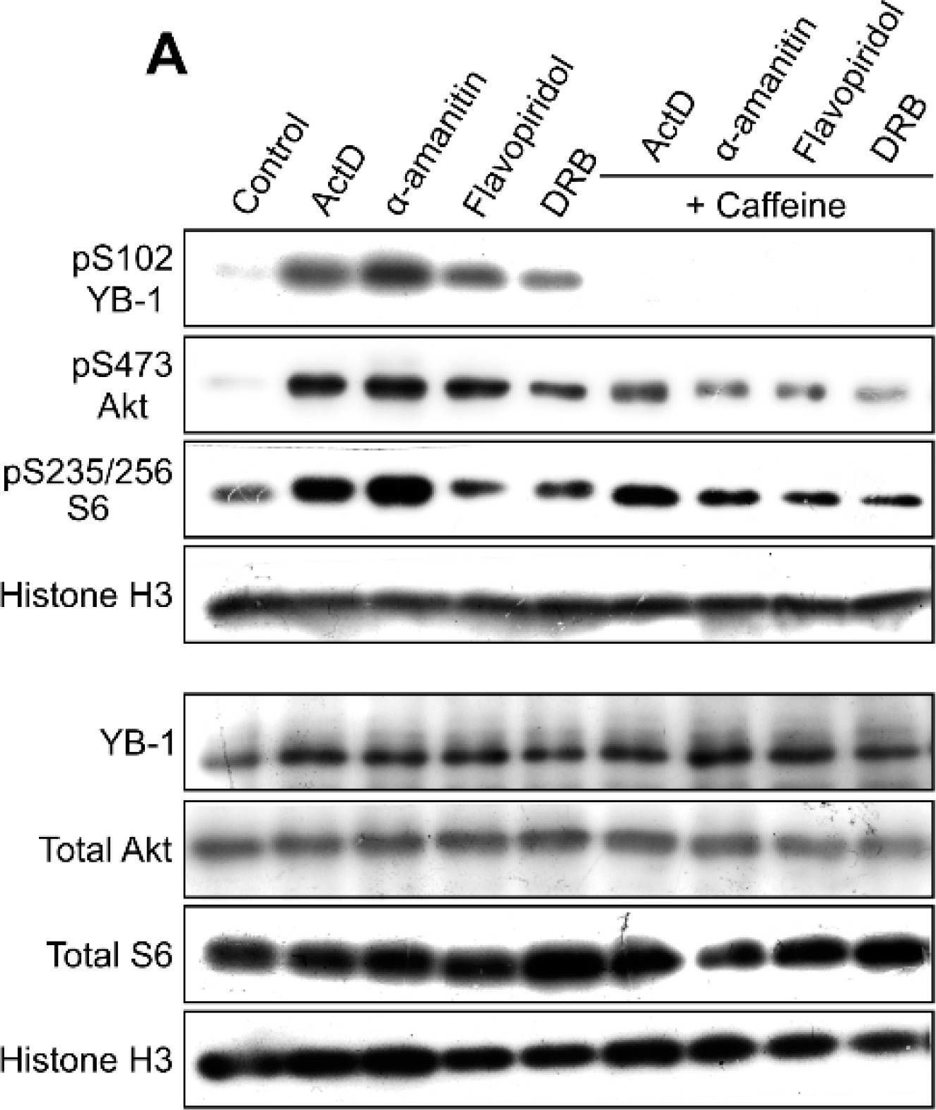 Fig.4.A showing Western Blotting from the publication: Inhibition of Transcription Induces Phosphorylation of YB-1 at Ser102 and Its Accumulation in the Nucleus.