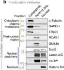 Fig.2.B showing Western Blotting in a Mus musculus (House mouse) sample from the publication: Characterisation of a nucleo-adhesome.
