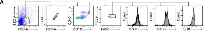 Fig.3.A showing Flow cytometry/Cell sorting from the publication: STING Activation in Macrophages and Microglia Drives Poststroke Inflammation: Implications for Neuroinflammatory Mechanisms and Therapeutic Interventions.
