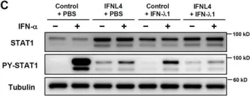 Fig.4.C showing Western Blotting in a Homo sapiens (Human) sample from the publication: IFN-λ4 potently blocks IFN-α signalling by ISG15 and USP18 in hepatitis C virus infection.