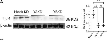 Fig.4.A showing Western Blotting from the publication: Transcriptome-wide splicing analysis reveals HuR-regulated post-transcriptional programs in osteocytes.