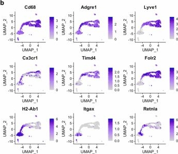 Fig.2.B showing Flow cytometry/Cell sorting in a Mus musculus (House mouse) sample from the publication: Macrophages and nociceptor neurons form a sentinel unit around fenestrated capillaries to defend the synovium from circulating immune challenge.