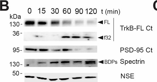 Fig.1.B showing Western Blotting from the publication: Retrograde transport of neurotrophin receptor TrkB-FL induced by excitotoxicity regulates Golgi stability and is a target for stroke neuroprotection.