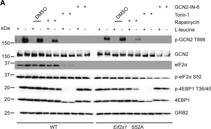 Fig.4.A showing Western Blotting from the publication: A cell-based chemical-genetic screen for amino acid stress response inhibitors reveals torins reverse stress kinase GCN2 signaling.