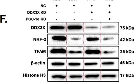 Fig.6.F showing Western Blotting from the publication: Depressed TFAM promotes acetaminophen-induced hepatotoxicity regulated by DDX3X-PGC1α-NRF2 signaling pathway.