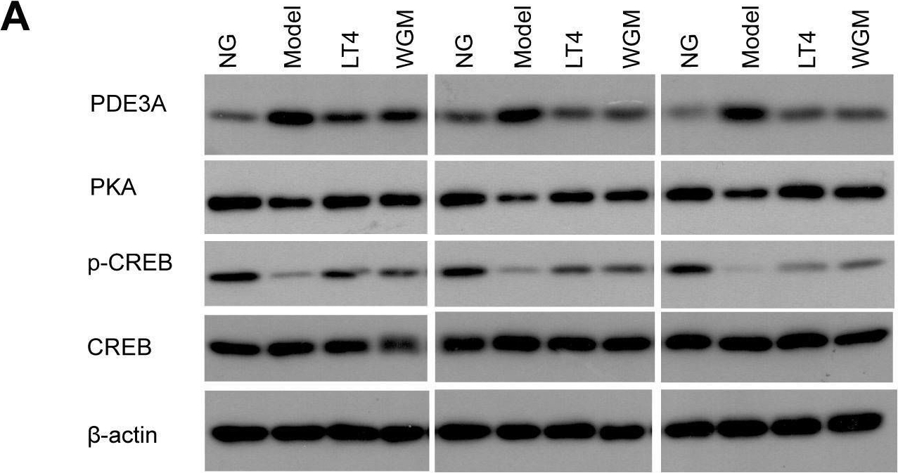 Fig.5.A showing Western Blotting from the publication: Wheat grain moxibustion ameliorates oxidative stress in PTU-induced hypothyroid rats via cAMP/PKA pathway activation.