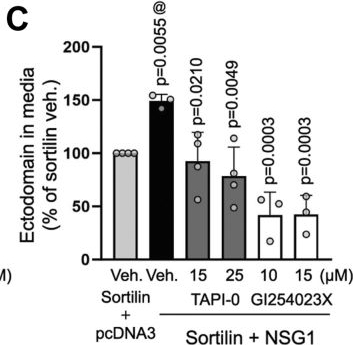 Fig.7.C from the publication: Neuron-specific gene NSG1 binds to and positively regulates sortilin ectodomain shedding via a metalloproteinase-dependent mechanism.