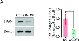 Fig.3.A showing Western Blotting in a Mus musculus (House mouse) sample from the publication: HAX-1 interferes in assembly of NLRP3-ASC to block microglial pyroptosis in cerebral I/R injury.