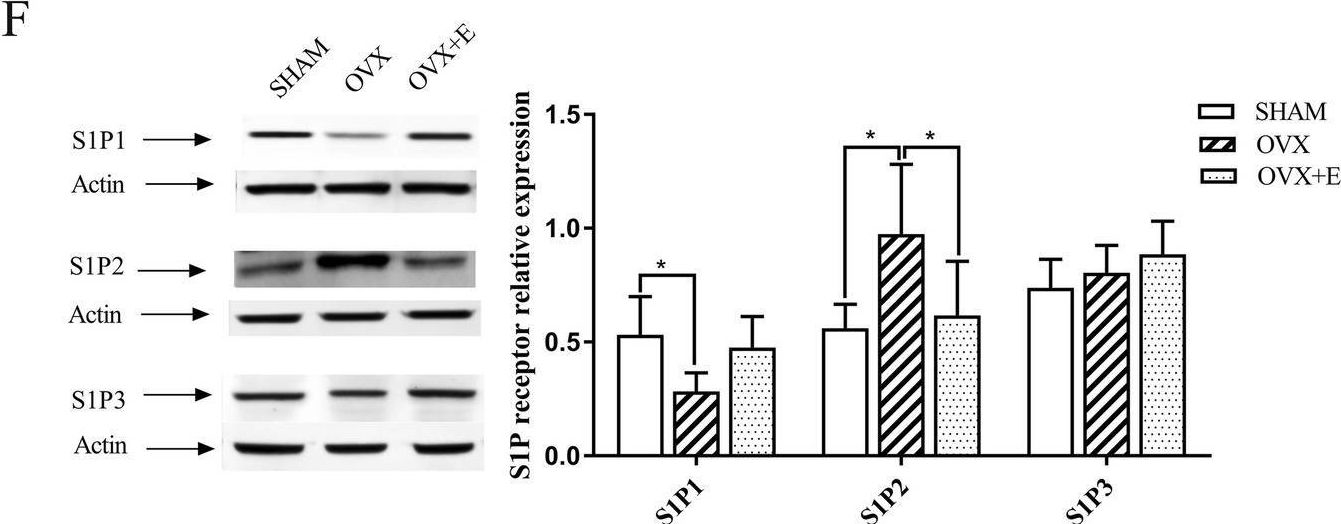 Fig.1.F showing Western Blotting in a Rattus norvegicus (Rat) sample from the publication: The imbalance in the aortic ceramide/sphingosine-1-phosphate rheostat in ovariectomized rats and the preventive effect of estrogen.