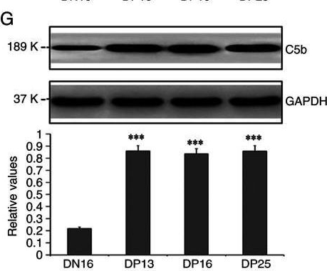 Fig.2.G showing Western Blotting from the publication: Complement regulation in ovine lymph nodes during early pregnancy.