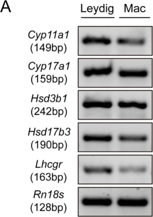Fig.3.A showing Western Blotting from the publication: Mouse testicular macrophages can independently produce testosterone and are regulated by Cebpb.