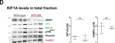 Fig.5.D showing Western Blotting from the publication: Huntingtin recruits KIF1A to transport synaptic vesicle precursors along the mouse axon to support synaptic transmission and motor skill learning.