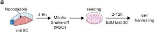 Fig.1.A from the publication: OCT4 enhances the firing efficiency of late DNA replication origins in mouse embryonic stem cells.