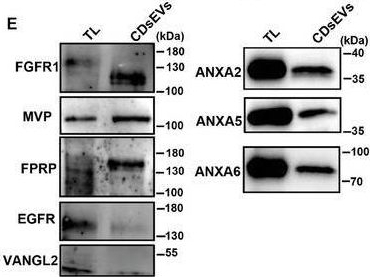 Fig.5.E showing Western Blotting from the publication: Isolation and Comprehensive Analysis of Cochlear Tissue-Derived Small Extracellular Vesicles.