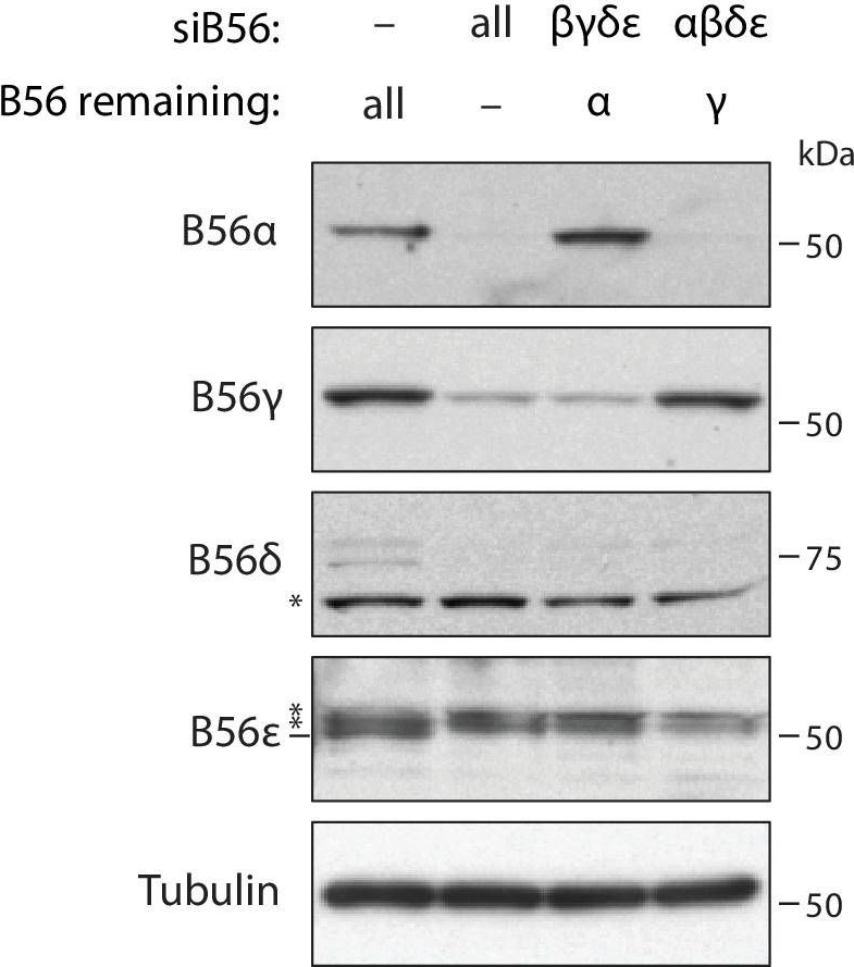 Fig.1.A showing Western Blotting in a Homo sapiens (Human) sample from the publication: Division of labour between PP2A-B56 isoforms at the centromere and kinetochore.