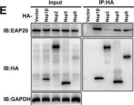 Fig.8.E showing Western Blotting in a Homo sapiens (Human) sample from the publication: Porcine reproductive and respiratory syndrome virus exploits ESCRT-II subunit EAP20 for entry and replication.