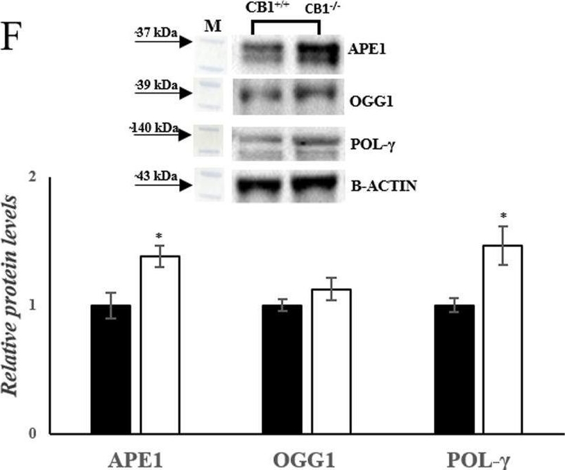 Fig.4.F showing Western Blotting in a Mus musculus (House mouse) sample from the publication: The impact of cannabinoid receptor 1 absence on mouse liver mitochondria homeostasis: insight into mitochondrial unfolded protein response.