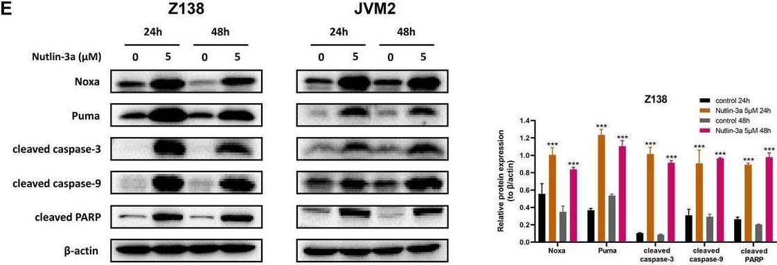 Fig.5.E showing Western Blotting in a Homo sapiens (Human) sample from the publication: p53 directly downregulates the expression of CDC20 to exert anti-tumor activity in mantle cell lymphoma.