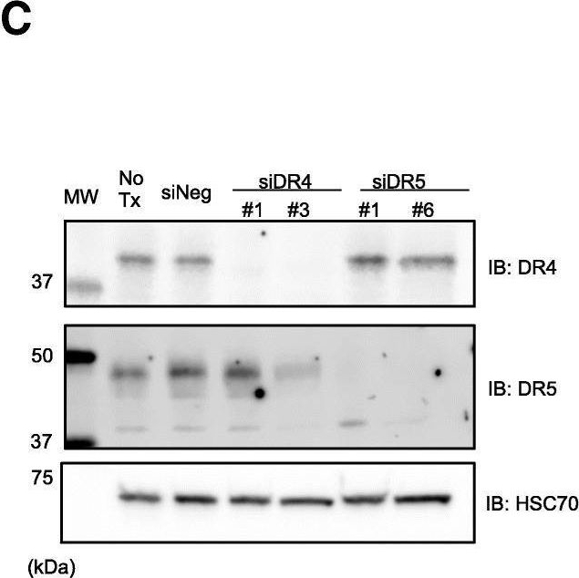 Fig.2.C showing Western Blotting from the publication: MEDI3039, a novel highly potent tumor necrosis factor (TNF)-related apoptosis-inducing ligand (TRAIL) receptor 2 agonist, causes regression of orthotopic tumors and inhibits outgrowth of metastatic triple-negative breast cancer.