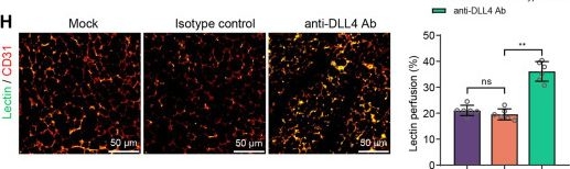 Fig.5.H showing Immunohistochemistry-immunofluorescence in a Mus musculus (House mouse) sample from the publication: Modulating endothelial cell dynamics in fat grafting: the impact of DLL4 siRNA via adipose stem cell extracellular vesicles.