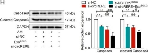 Fig.9.H showing Western Blotting from the publication: A Novel circRERE/miR-27a-3p/Caspase9 Signaling Axis Promotes Cardiomyocyte Apoptosis in Ischemic Myocardium: Insights from Epigallocatechin Gallate-Primed Exosomes.