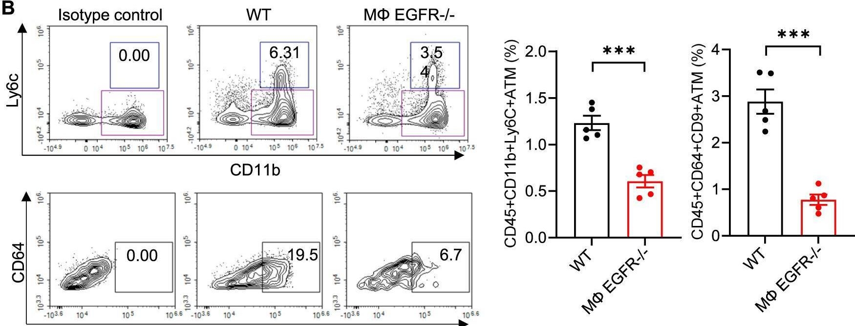 Fig.7.B showing Flow cytometry/Cell sorting in a Mus musculus (House mouse) sample from the publication: EGFR-mediated activation of adipose tissue macrophages promotes obesity and insulin resistance.