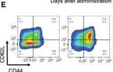 Fig.6.E showing Flow cytometry/Cell sorting in a Mus musculus (House mouse) sample from the publication: Ferritin-Based Nanocomposite Hydrogel Promotes Tumor Penetration and Enhances Cancer Chemoimmunotherapy.