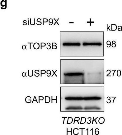 Fig.3.G showing Western Blotting in a Homo sapiens (Human) sample from the publication: The TDRD3-USP9X complex and MIB1 regulate TOP3B homeostasis and prevent deleterious TOP3B cleavage complexes.