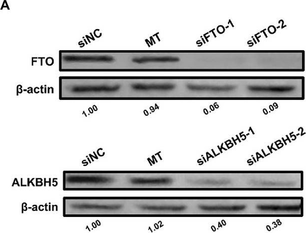 Fig.6.A showing Western Blotting in a Sus scrofa (Wild pig) sample from the publication: Pseudorabies virus exploits N6-methyladenosine modification to promote viral replication.