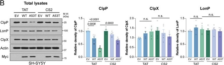 Fig.4.B showing Western Blotting from the publication: Disrupting α-Synuclein-ClpP interaction restores mitochondrial function and attenuates neuropathology in Parkinson's disease models.