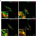 Fig.2.A showing Immunocytochemistry-immunofluorescence from the publication: Adaptor protein-3: A key player in RBL-2H3 mast cell mediator release.