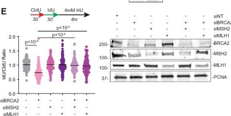 Fig.4.E showing Western Blotting from the publication: Replication fork stalling in late S-phase elicits nascent strand degradation by DNA mismatch repair.