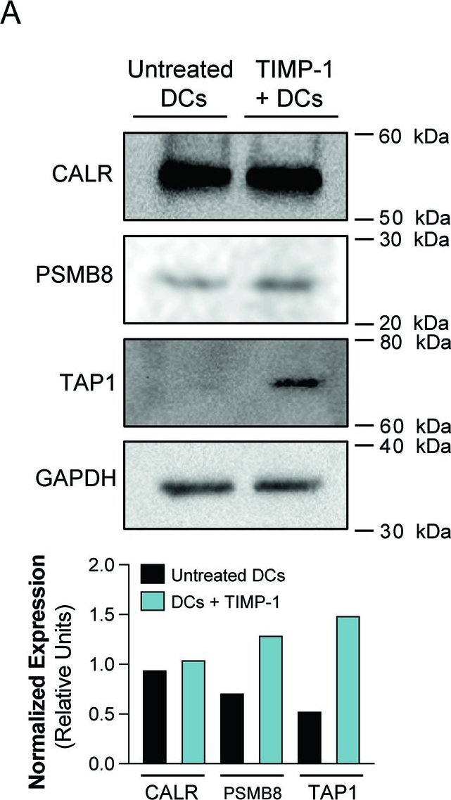 Fig.6.A showing Western Blotting from the publication: TIMP-1 is an activator of MHC-I expression in myeloid dendritic cells with implications for tumor immunogenicity.