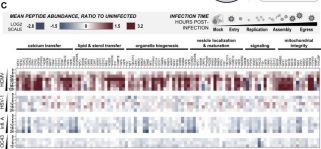 Phospho-p44/42 MAPK (Erk1/2) (Thr202/Tyr204) (197G2) Rabbit