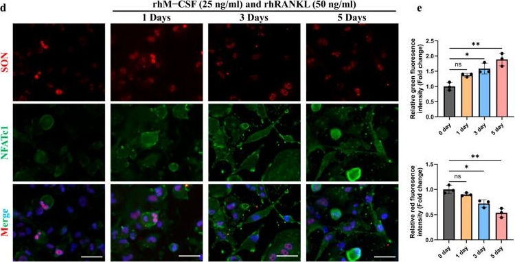 Fig.4.D from the publication: Targeting Osteoporosis-Osteoarthritis Comorbidity: Multi-Omics Identification of SON and Exploration of Therapeutic Agents.