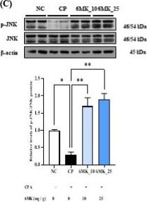 Fig.5.C showing Western Blotting in a Mus musculus (House mouse) sample from the publication: Immune-Enhancement Effects of 6-Methoxykaempferol on Cyclophosphamide-Induced Immunosuppression via Improving Antioxidant Enzyme Expression, NF-κB and MAPK Signaling, and Modulating Gut Microbiome.
