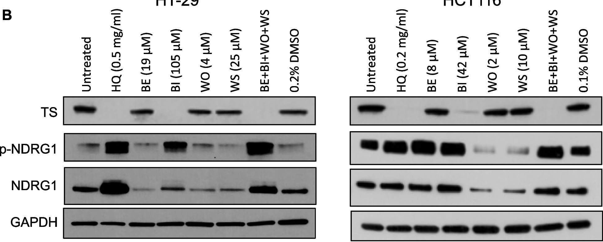 Fig.5.B showing Western Blotting from the publication: Scutellaria baicalensis enhances 5-fluorouracil-based chemotherapy via inhibition of proliferative signaling pathways.
