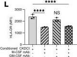 Fig.3.L showing Enzyme-linked immunosorbent assay from the publication: Macrophages orchestrate antiviral defense and epithelial repair in a human iPSC-derived alveolar air-liquid interface.