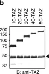 Fig.1.B showing Western Blotting in a Sus scrofa (Wild pig) sample from the publication: Mediated nuclear import and export of TAZ and the underlying molecular requirements.