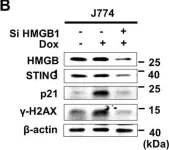 Fig.2.B showing Western Blotting from the publication: HMGB1 orchestrates STING-mediated senescence via TRIM30α modulation in cancer cells.