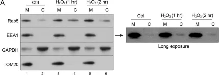 Fig.6.A showing Western Blotting from the publication: Rab5 and Alsin regulate stress-activated cytoprotective signaling on mitochondria.